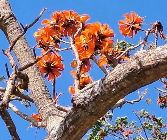 Erythrina afra flowers and stems